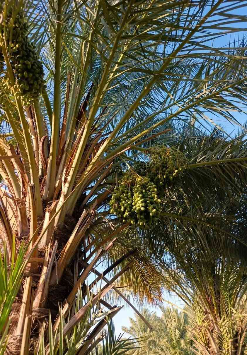 السلام عليكم بستان اللبيع مساحه دونم وربع 
الكراده مقابيل المصلخ/الاستفسار الاتصال ***********
