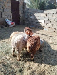 فحله 5 شلع (مليون و25) قفل توصيل مجاني داخل بغداد الانبار فقط ٠٧٨٤٧٧٥٨...