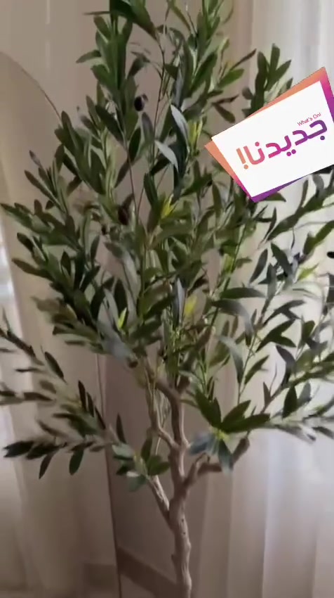 شجرة الزيتون


**إذا كنت صاحب هذا الإعلان وتريد حذفه لأي سبب، رجاءا أرسل رسالة إلى الدعم الفني**