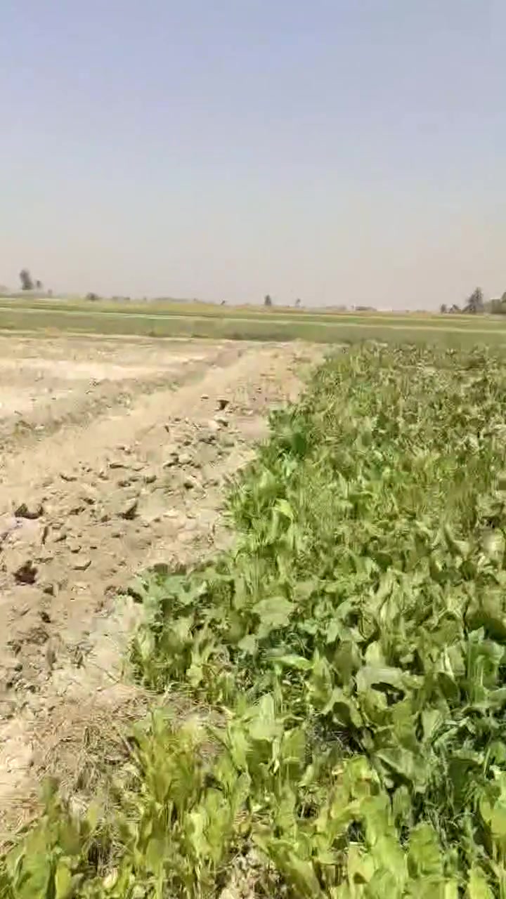 سلام اعليكم دوانم للبيع طابو سند 25 بغداد _ اليوسفيه مخدومه للاستفسار ***********  ( الارض باسمنه يعني مو دلال مباشر من المالك)
