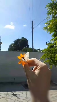 نبات الشجره الناريه Strictum Odontonema 💰 السعر: 8,000 دينار 🚚 التوصيل...