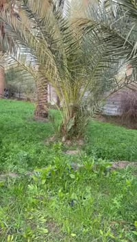 كربلاء الابراهيميه • ١٣٠٠م • طابو زراعي سند٢٥