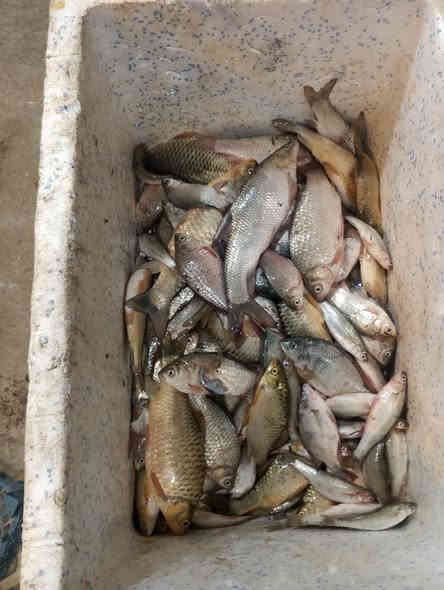 يا الله علئ بركت الله وجبه جديده خير من الله 
زوري 
شأنك 
كارب 
كطان وشبوط 
سمتي 
حمري 
غريبه خشنه
كله صيد جديد 
مكان بغداد الراشديه مقابل لكهرباء 
***********
