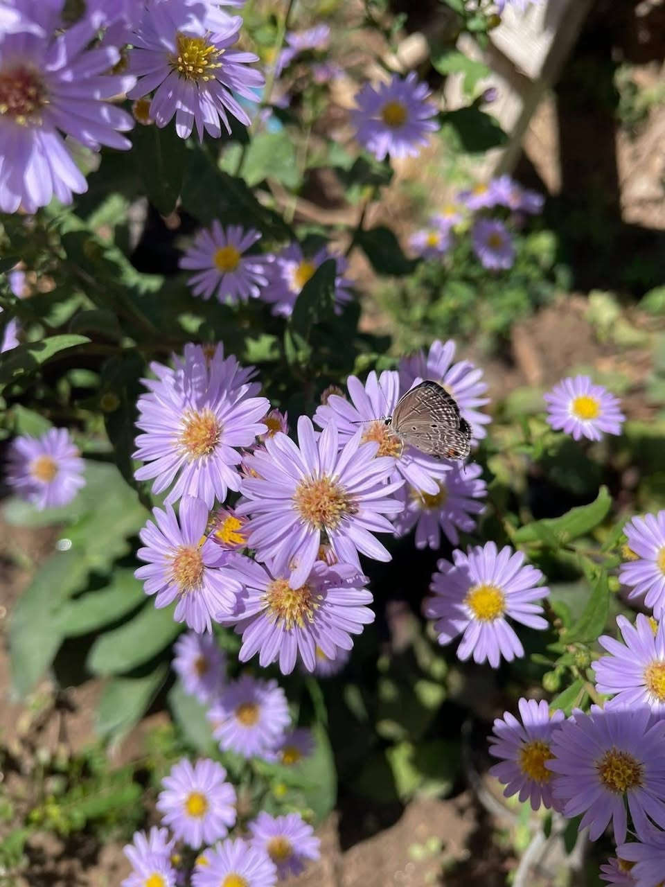 نبات عش الغراب.🥰🌿
توفرت لدينا شتلاته صغيرة  ازرعها الان لتستمتع بازهارها في الربيع 
 من أجمل النباتات الدائمية والمتحملة للحرارة والبرودة  تزهر في الربيع  والصيف والخريف 
تعطي منضر رائع .. بازار ارجوانية  جاذبة للفراشات 
تتكاثر بالخلفات  .. 
للحجز واتساب  *********** 
العنوان/ بغداد الداوودي شارع هيل وزعفران خلف ثانوية الفضيلة 
متوفره الان سعر الشتلة  ٣  الاف فقط 🌹 كثيفه وحامله للحنابد بكثره  🌹

يوجد توصيل بغداد
