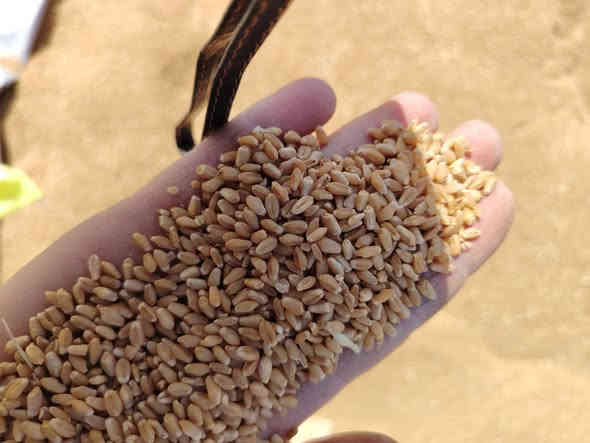 السلام عليكم ورحمة الله وبركاته 
#يوجد_بذور_حنطة_نزار_جيل_اول_بنت_المغلف
الكمية10طن مكان العبيدي قرية مشعل
سعر الطن مليون 
***********
***********
