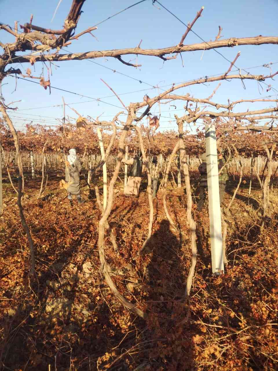 يوجد كادر كصاص عنب كادر كامل مكمل شرط أن يكون كصاص درجه اولى انته عليك اتصل وتدلل كصاص بلى حبه الله ومن الله التوفيق رقم ***********
