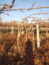 يوجد كادر كصاص عنب كادر كامل مكمل شرط أن يكون كصاص درجه اولى انته عليك...