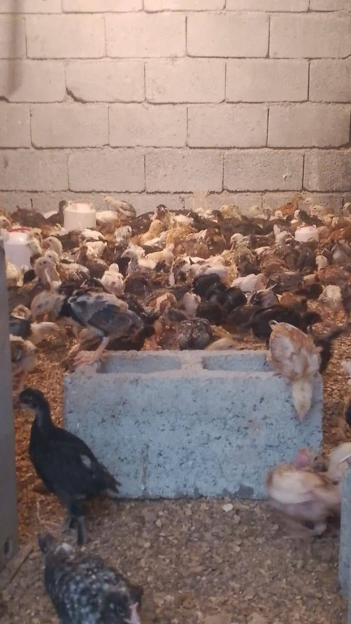 السلام عليكم يوجد
فروخ ابروتين 2500 الجوز

فروخ عرب 2500 الجوز 

فروخ عرب العمر شهر وعشرتيام الجوز 5500

فروخ عرب اعلط ابو رگيبه العمر 25 يوم  الجوز 4500

فروخ شيش 20000 الجوز 

فروخ شيش اكبر 25000 الجوز 

فروخ ابرهيمي 12000الجوز

***********
