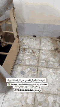 07883488484-واتساب 📌أعراض اصابه الاخشاب بالنمل الأبيض  ✅اجنحه شفافه لل...