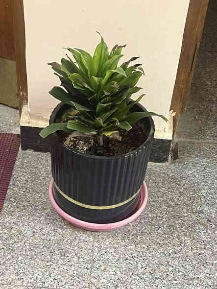 سنادين للبيع عنوان حله حي الصحه ***********
