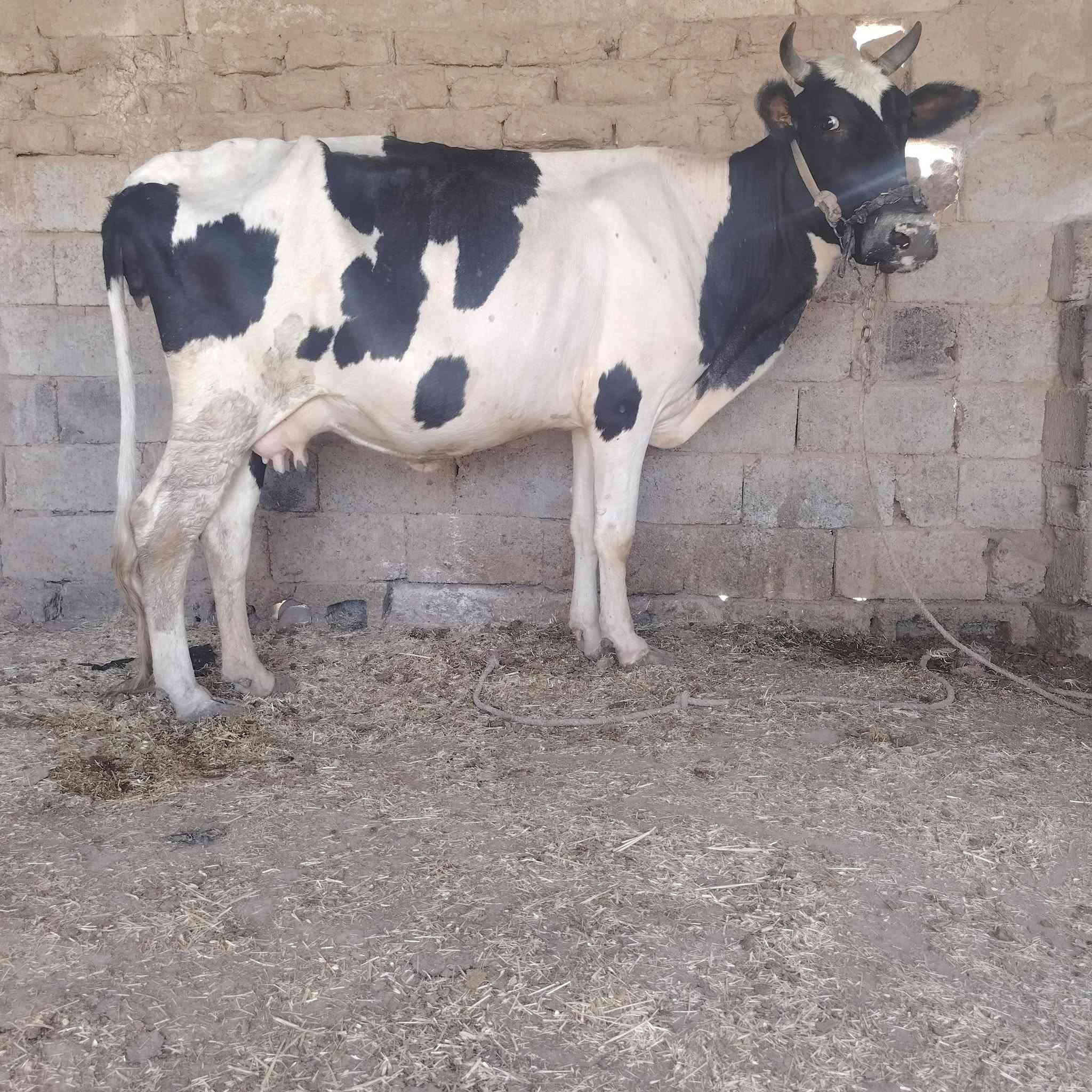 بكره حاطه على ميلاد جنس زراعيه للبيع السعر مليونين و 350) يرهم مراوس بحلال يوجد توصيل حسب التفاق المكان سديره سفلئ) ***********
