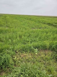 ١٢-١٣ دونم • شعير • قرية الروضان