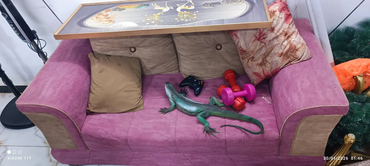 تخم تركي 
مكاتب 
رحلات 
كراسي حديد 
قنفه نفرين لحالها 
جرابي نفر تزكام 
كنتور بابين سلايت 
جرابي بناتيه تزكام


**إذا كنت صاحب هذا الإعلان وتريد حذفه لأي سبب، رجاءا أرسل رسالة إلى الدعم الفني**