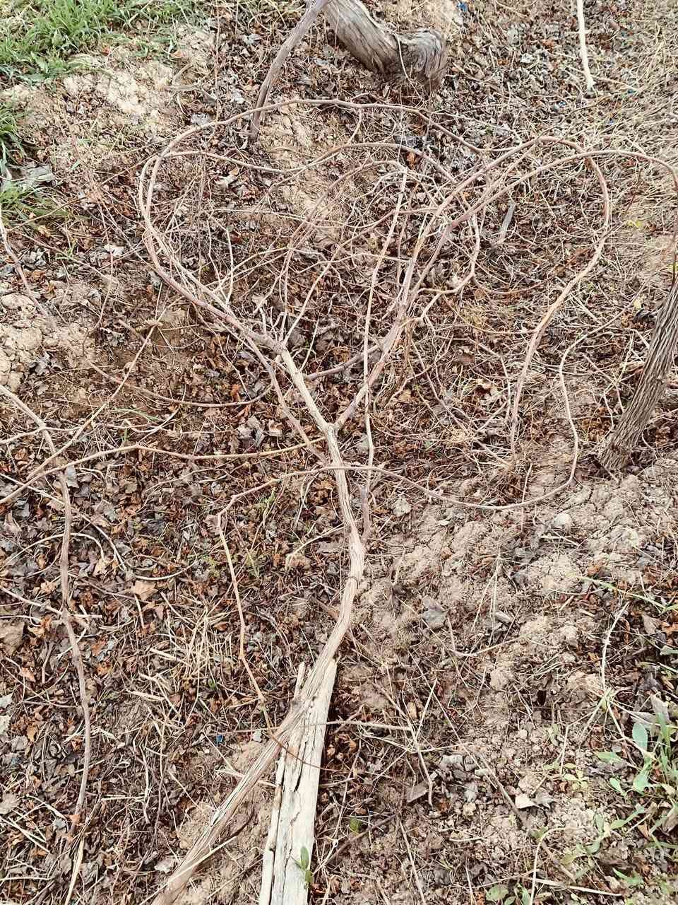 السلام عليكم
للبيع بيش عنب🍇🍇
نوع حلواني واسودّ فرنسي 
للاستفسار الاتصال على الرقم الآتي
‭٠٧٨٨ ٦٨٣ ٥٥٨٩‬
