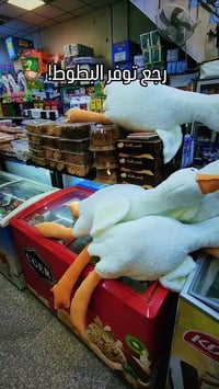 بطوط • الحلة • توصيل