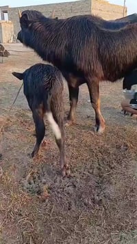 حليب جاموس • موسم فراتي • ميسان