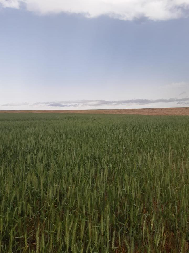 ارض زراعيه للبيع المساحه 10,000 دونم
 الموقع باديه السماوه ارض الحشد اغلبها مستصلح 
تحتوي على
 مرشات عدد 4 محوريه كل مرش يغطي 120 دونم 
 بيها 9 ابار
 وغطاسات 3 
طاقه كل غطاس 70حصان . 50حصان . 40 حصان
وحوض ماء
 الابعاد 75متر طول ×25 متر عرض ×2متر عمق

ومولدين 250 Kv 
 وخزانات كاز 2 كل واحد 5000 لتر 
كرفانات عدد 2 
الصور من زراعة الموسم السابق
الموقع السماوة البادية مزارع الحشد على شارع الصلصال 
0780 000 2092
