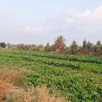 ٢٥دونم • قانون ١٧ • مقابل العباره