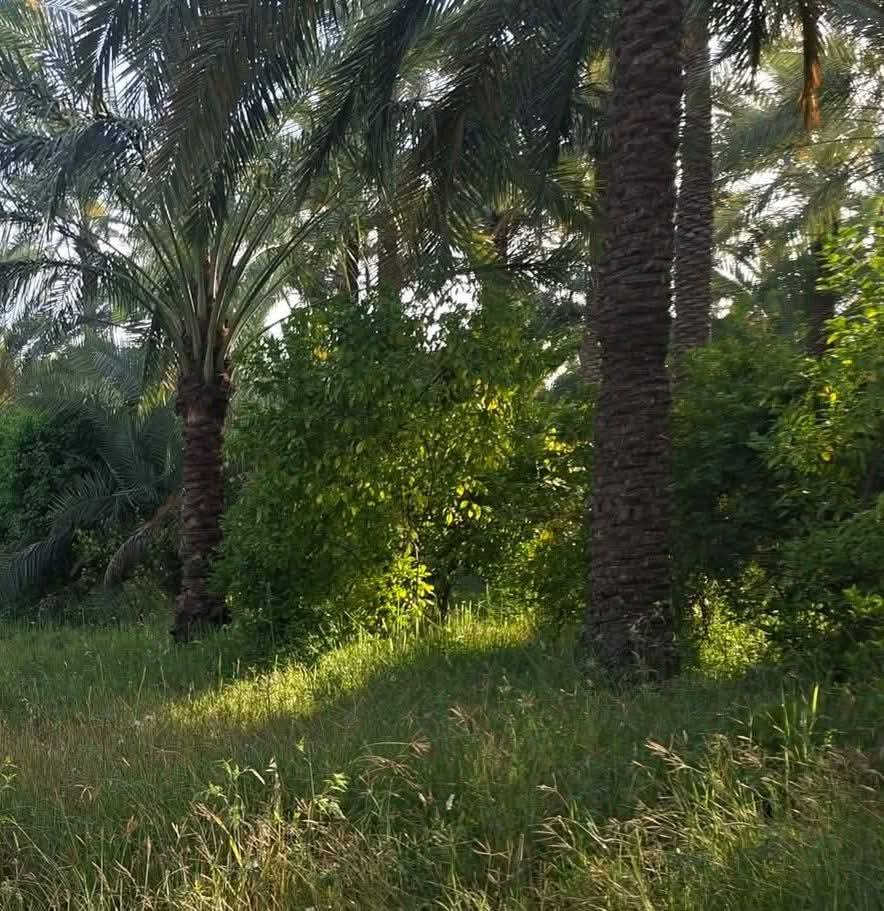 سلام عليكم يتوفر قطع اراضي للبيع
200 متر 400 متر 600 متر 1000 متر 1500 متر 
وكذلك يتوفر دوانم بمساحات مختلفة 
الموقع : خلف جامعه بابل / منطقة ابراهيم الخليل  
تريد سكن مرتب _ تريد مزرعه تتونس بيها _ تريد استثمار. 
كل ماعليك تتصل وتزورنه واحنه انوفرلك كل ماهو مطلوب وبأسعار مناسبه جدا

للأستفسار الأتصال  ***********
