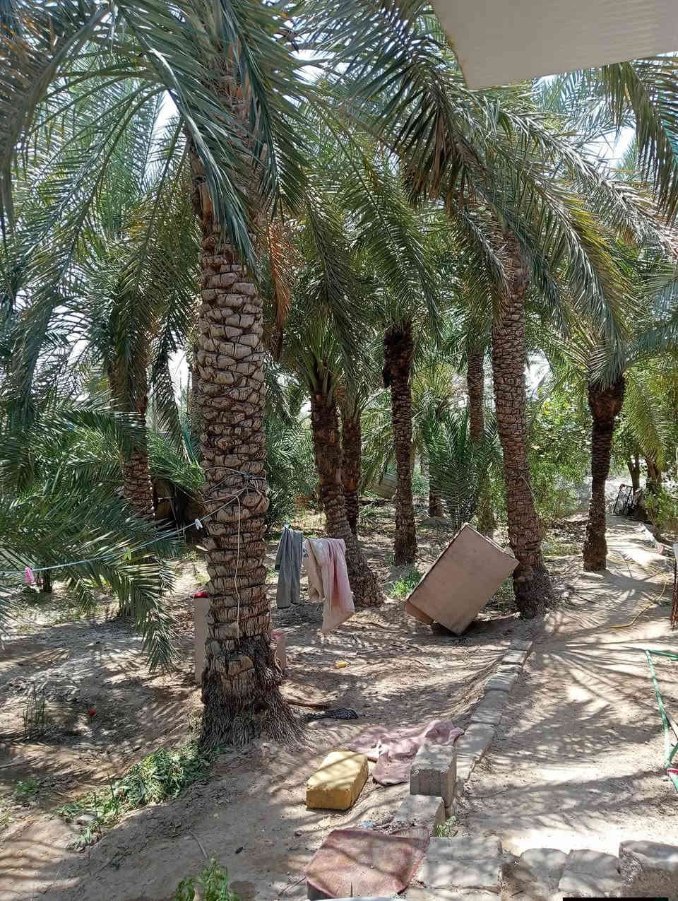 بستان للبيع ابي الخصيب باب طويل (خلف سوك ابي الخصيب )/ طابو صرف ملك يتحول بأسم المشتري مباشر/ مساحه 1000 متر  // يحتوي على دار سكن 3 غرف نوم وديوانيه صاله مطبخ حمامات// بستان حلو ومرتب مزروع نخل وشجر انواع سدر  و البستان علا شارع تبليط خلف البستان نهر جاري ( سعر 160 بيه مجال لشراي)
للاستفسار الاتصال على ***********
