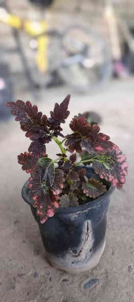 عرض اليوم يم مـشـتـل دومـيـز ☁🔥
النبتات الي داخل المنشور القطعه ب750 بس 🩷✨ والكميه خير من الله 🔥🖤
شكراً لاختياركم #مشتل_دوميز نقدم لكم كل ما تاحتاجونه 🩵
جـمـال حـديـقـتـك🖤 يـبـداء مـن مـشـتـل دومـيـز🌳
♦#....بيش يبيعون اني ارخص.منهم💪
♦ العرض مستمر لحين.انتهاء الكميه💥💥💥💥
          💞#مشتل_دوميز💞
♦موصل الايسر •حي الساهرون
♦🔥🖤━شارع_✘✘_المولدات━🩵🔥
       موصل الايسر #حي_الساهرون شارع المولدات
♦✧════•❁❀❁•════✧
للحجز والاستفسار واتساب فايبر
♦***********
✧════•❁❀❁•════✧
متوفر توصيل داخل #الموصل_الحبيبه🩵🫂
♦***********واتساب فقط

#مشتل_دوميز #نباتات_منزلية #نباتات_داخلية #تجهيزات_زرع #نباتات_الموصل #ديكور_نباتي #عشاق_النباتات #نباتات_ظل #نباتات_زينة #موصلنا_خضرا #نباتات_للبيت #تنسيق_نباتات #هدايا_خضراء #نباتات_وعناية #AL_MOSUL @إشارة
