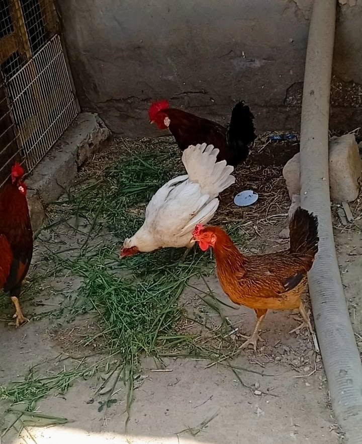 متاح التفاصيل داخل المقطع الشراي يتصل لويراسلني خاص اويدلل (***********)
