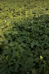 بذور بانيه • للهلوبه • درجة اولى