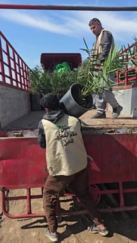 فسائل برحي نسيجي • فسائل مجهول نسيجي • جاهزة للغرس