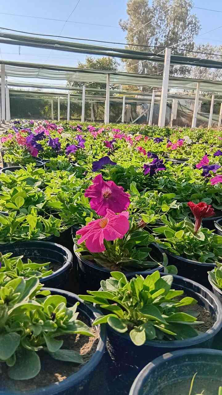 سلام عليكم اخواني الاعزاء
توفر  لدينا في مشتل وغابات النعيميه شتلات ورد البتونيا 

يتوفر 5نوعيات الوان 

سعر الشتله بجمله ٣٥٠ دينار 

ام المفرد ب٥٠٠دينار

تواصل واتس ***********
الاثير ***********
