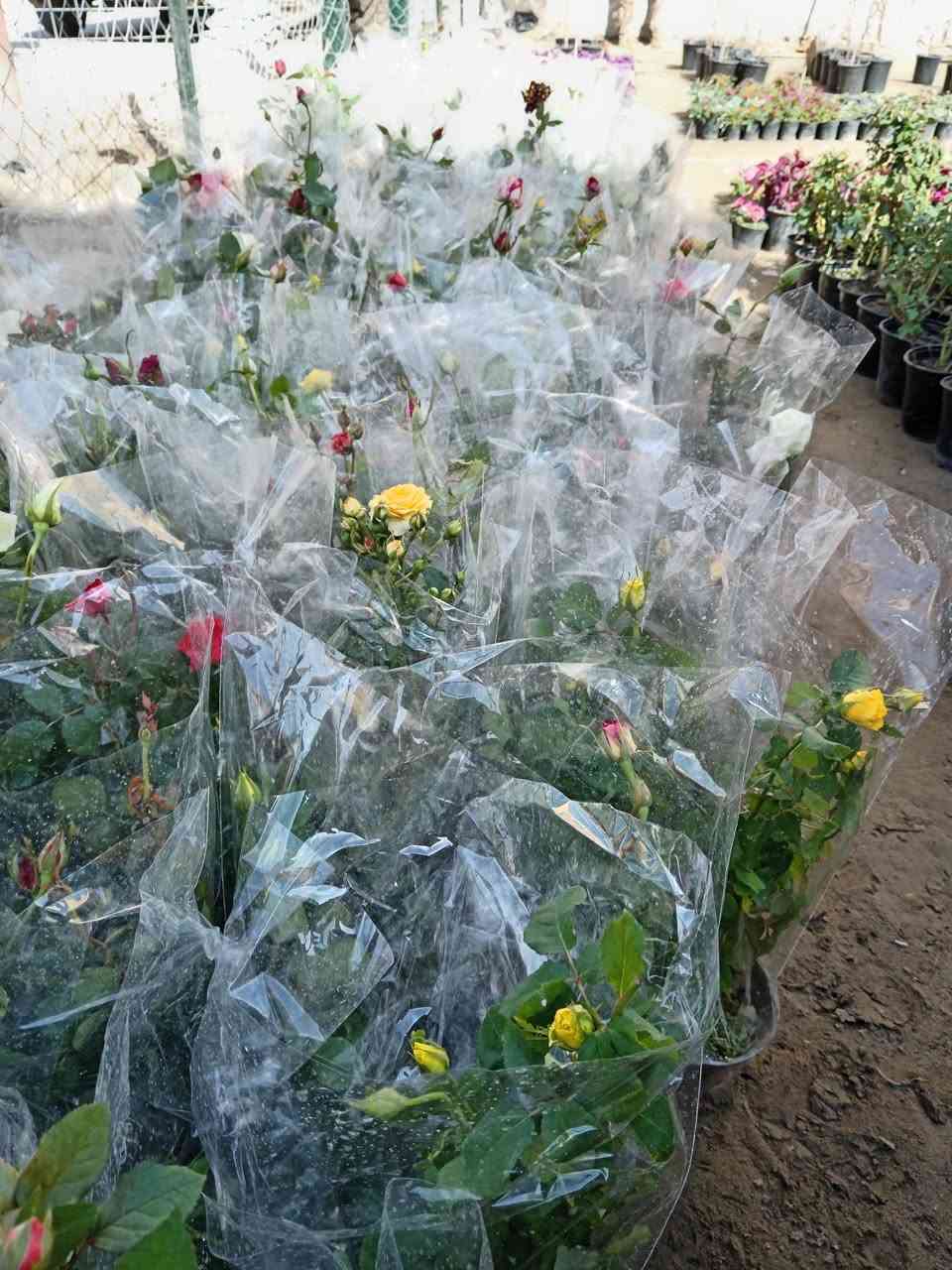 السلام عليكم 🩵

متوفر الورد الجوري في مشتل ابوبكر 

متوفر جميع الاوان 😍

السعر 4.000 الاف 

#العنوان_القائم_حصيبة 
شارع ابو رندة القديم شارع صيدلية النبع مقابل قرطاسية ديار الأمل 

الإتصال *********** مشتل ابوبكر
