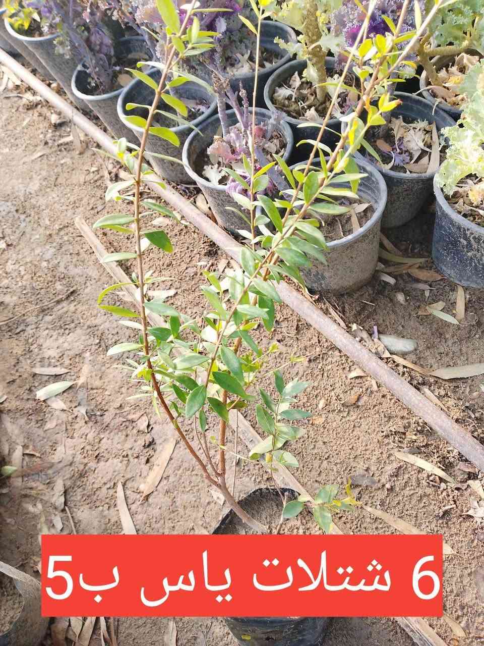 السلام عليكم.. مجموعة من النباتات .. الطالب يرجى مراسلتنا على الخاص.. او مراسلة واتساب ***********..
