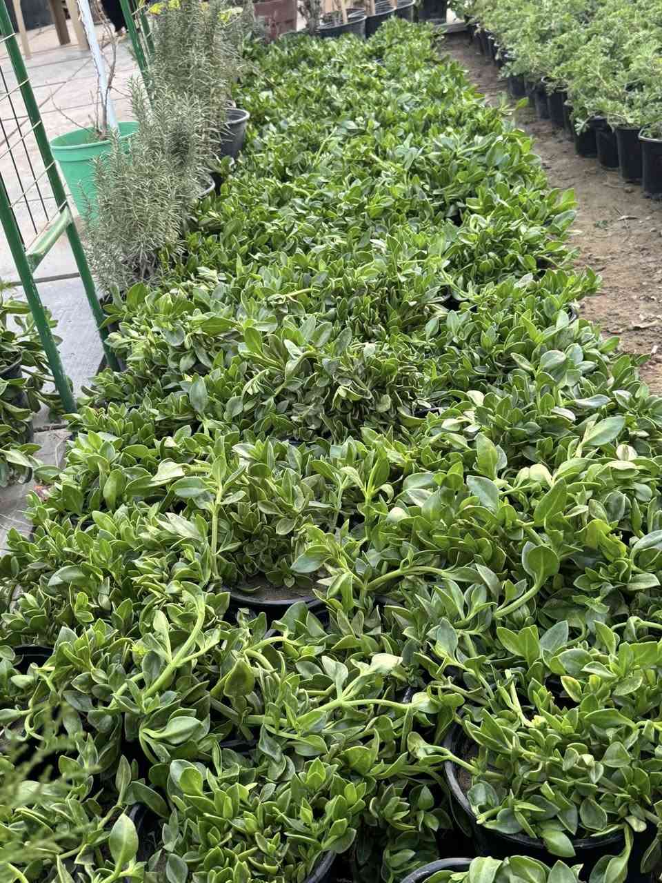 السلام عليكم
يتوفر جميع أنواع النباتات 
وجميع الورود 🌹
***********
