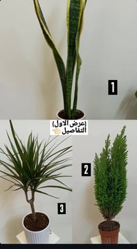 بابونج ستور • نباتات داخلية وخارجية • خصومات ٣٠٪