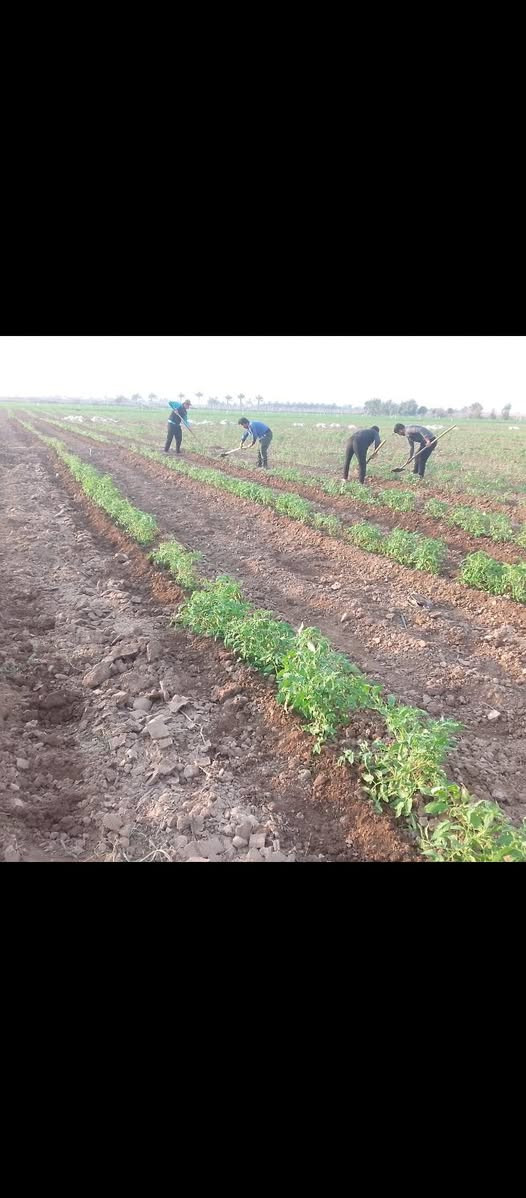 سلام عليكم يوجود كادر عمال تتريب طماطه درجه اولئ  / بلضافه شغل بساتين عنب أو غيره ورزق ع الله أتصل وبيك خير ودلل ***********
