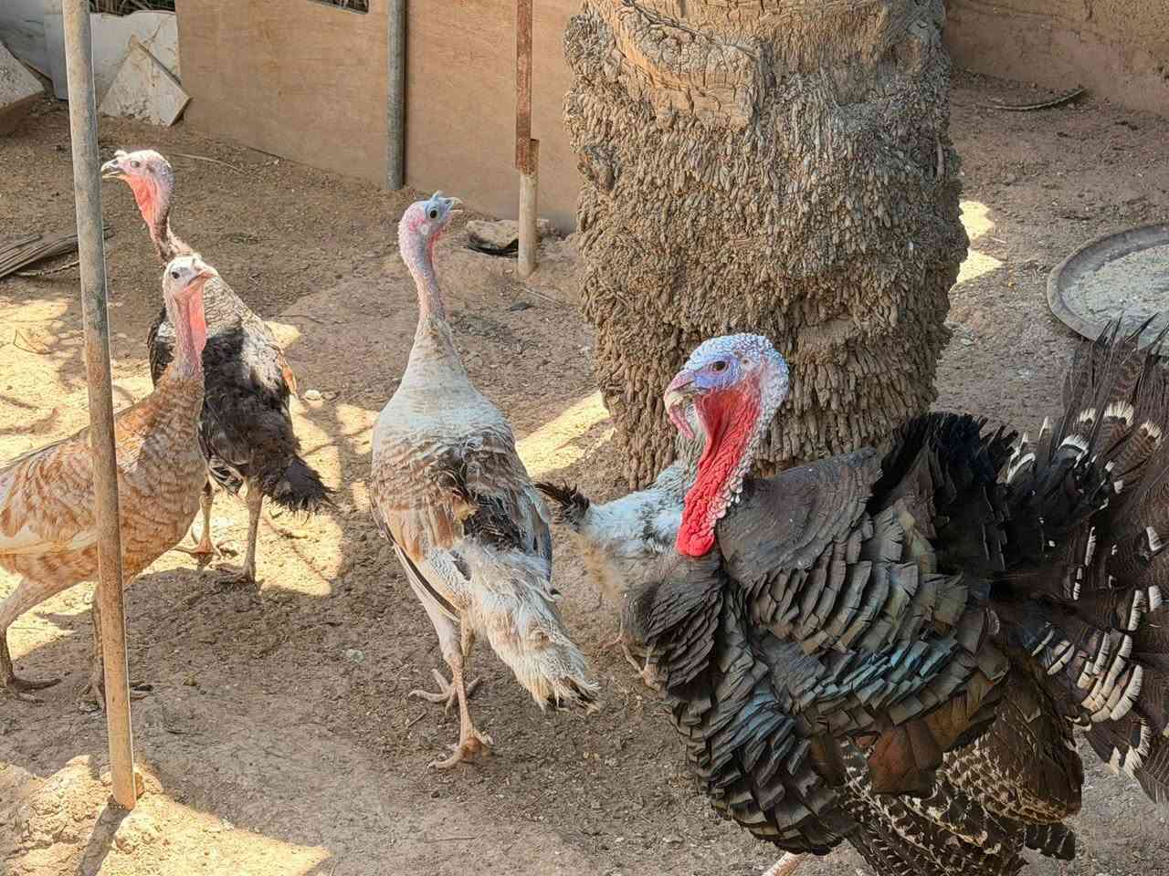 للبيع قريه الصكره ٤ فسيفسات بياضات وديج


**إذا كنت صاحب هذا الإعلان وتريد حذفه لأي سبب، رجاءا أرسل رسالة إلى الدعم الفني**