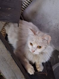 قطط • تبني • بغداد