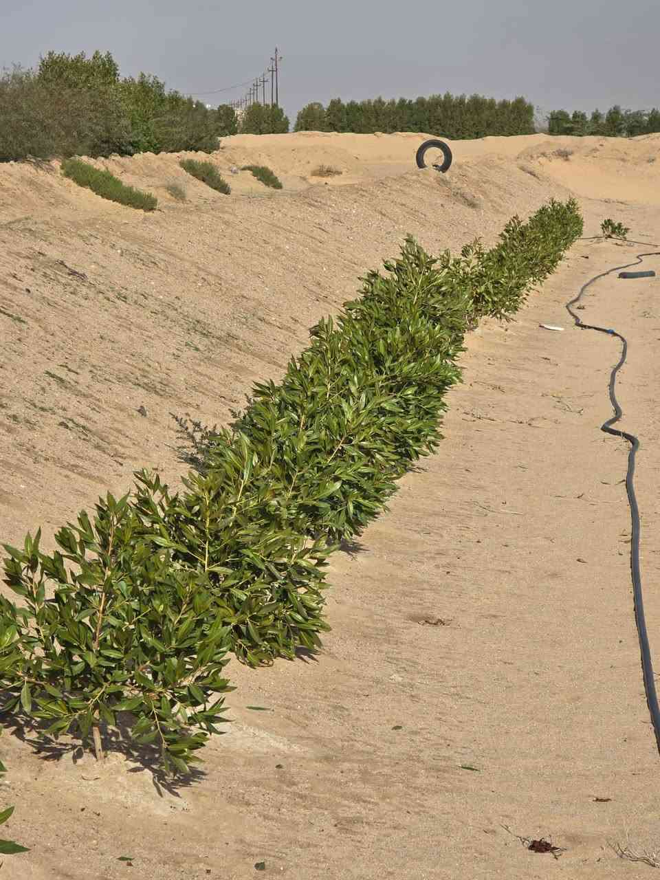 السلام عليكم
10 دوانم للبيع المكان طريق النجمي شارع الرفيع بيهن كهرباء وطنيه السعر 55 وبيهن مجال
تفاصيل اكثر اتصل ***********
