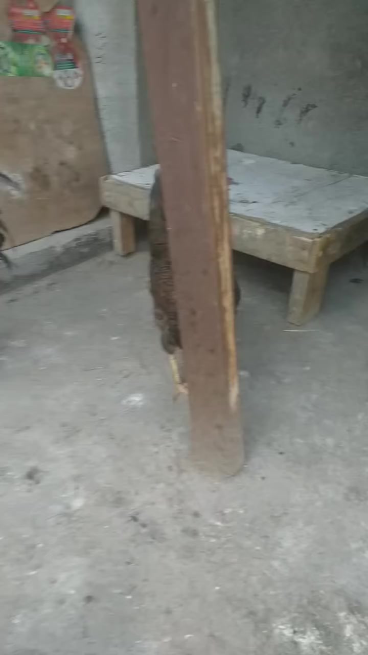 متاح ديج وثنين دجاجات مكان زعفرانية السعر ٤٥


**إذا كنت صاحب هذا الإعلان وتريد حذفه لأي سبب، رجاءا أرسل رسالة إلى الدعم الفني**