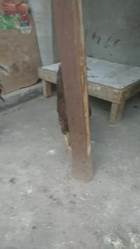 ديج • دجاجتين • الزعفرانية