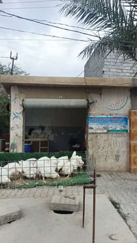 مجزرة دجاج بابل شارع العلوة ركن شارع بيت شلاكة  دجاج محلي اسعار مناسبة...