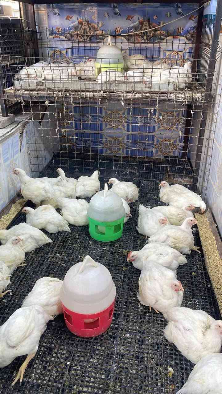 بسم الله الرحمان الرحيم 
يوجد لدينه دجاج ذبح بسعار مناسبه 
مع الشعوطه و التقطيع 
توصيل الجميع الرمادي


**إذا كنت صاحب هذا الإعلان وتريد حذفه لأي سبب، رجاءا أرسل رسالة إلى الدعم الفني**