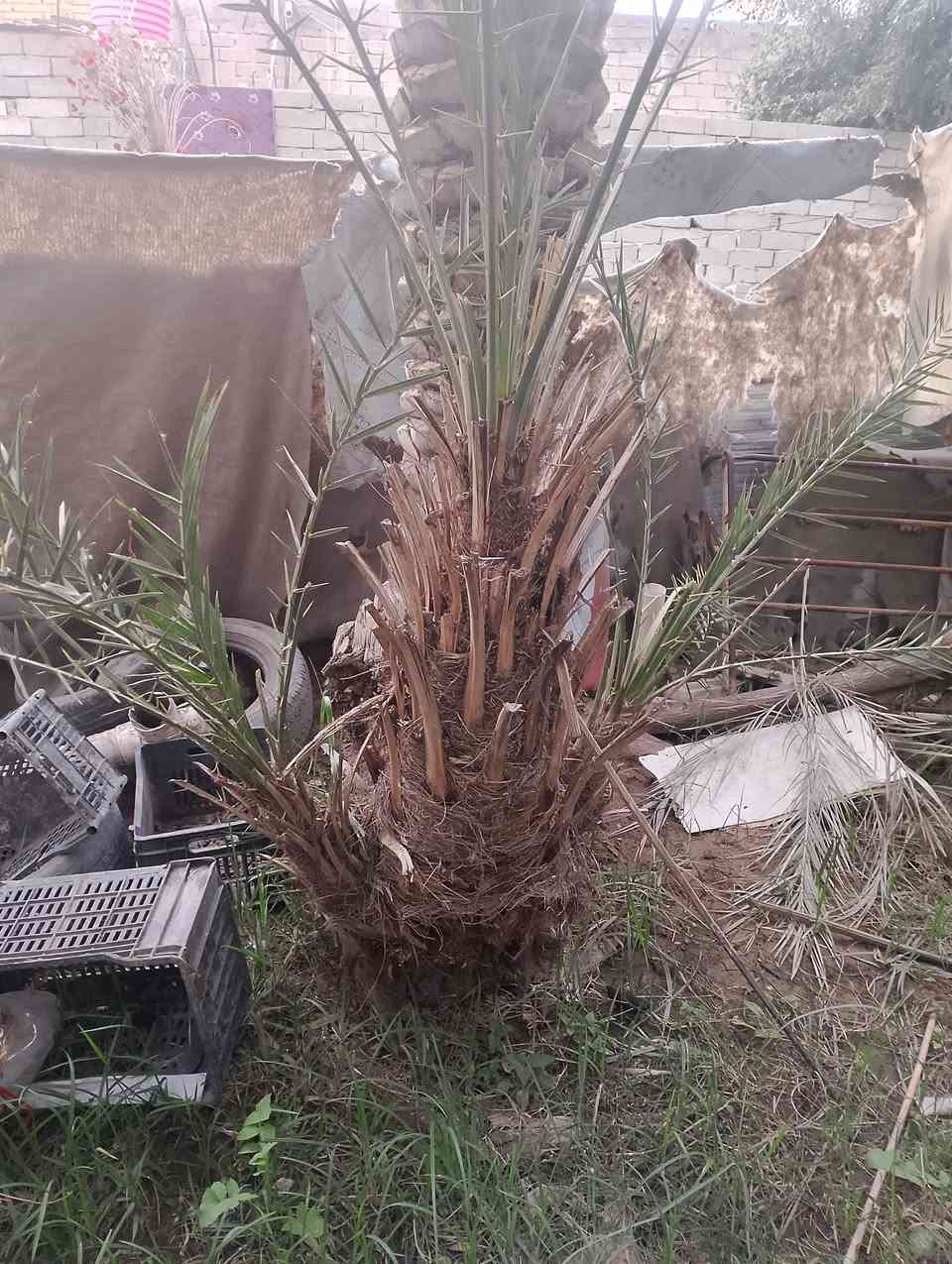 افراخ استعمران وخضراوي للبيع عدد تقريبا  100 مكاني سوق الشيوخ ***********
