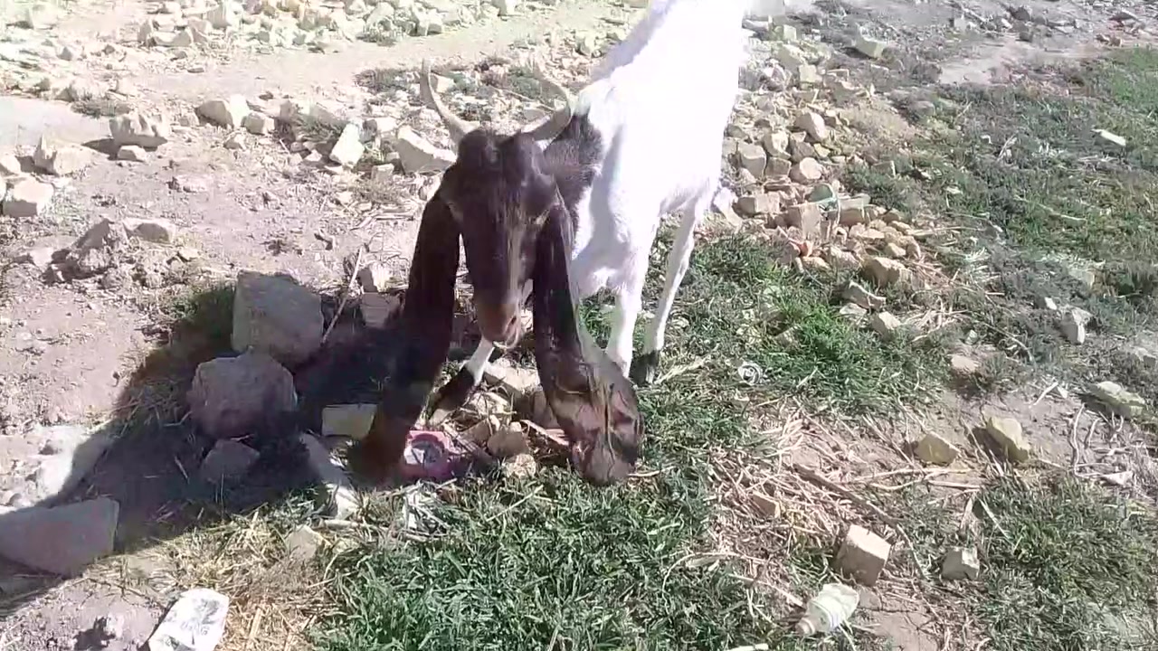 صخله افغاني ثاني بطن مضرع شرط فحص سونار شهرين ونص مشروطه من كلشي السعر 425
العنوان السماوه السوير ال غانم 
الشراي تفضل خاص


**إذا كنت صاحب هذا الإعلان وتريد حذفه لأي سبب، رجاءا أرسل رسالة إلى الدعم الفني**