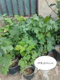 خدمة توصيل اربيل • توصيل اربيل • توصيل • خدمة توصيل • اربيل • تجهيز من...