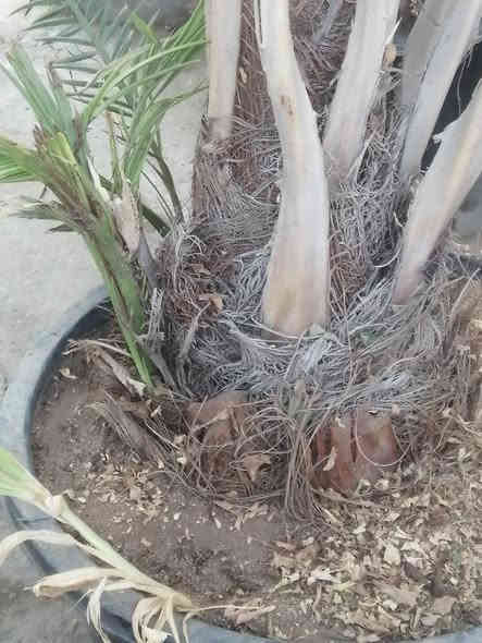 فسائل برحي وأنواع مجذرة للبيع بصرة أبي الخصيب *********** البصرة
