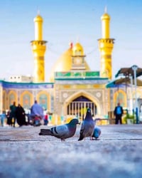 رحلة كربلاء • ليلة واحدة • الخميس ليلة الجمعة