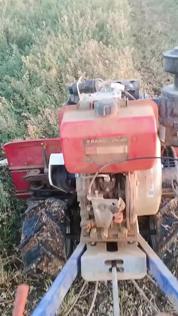 حاشوشه للبيع تواصل ***********
