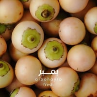 مشتل كرار • ٢٥٠ شتلة • شتلات ٢م