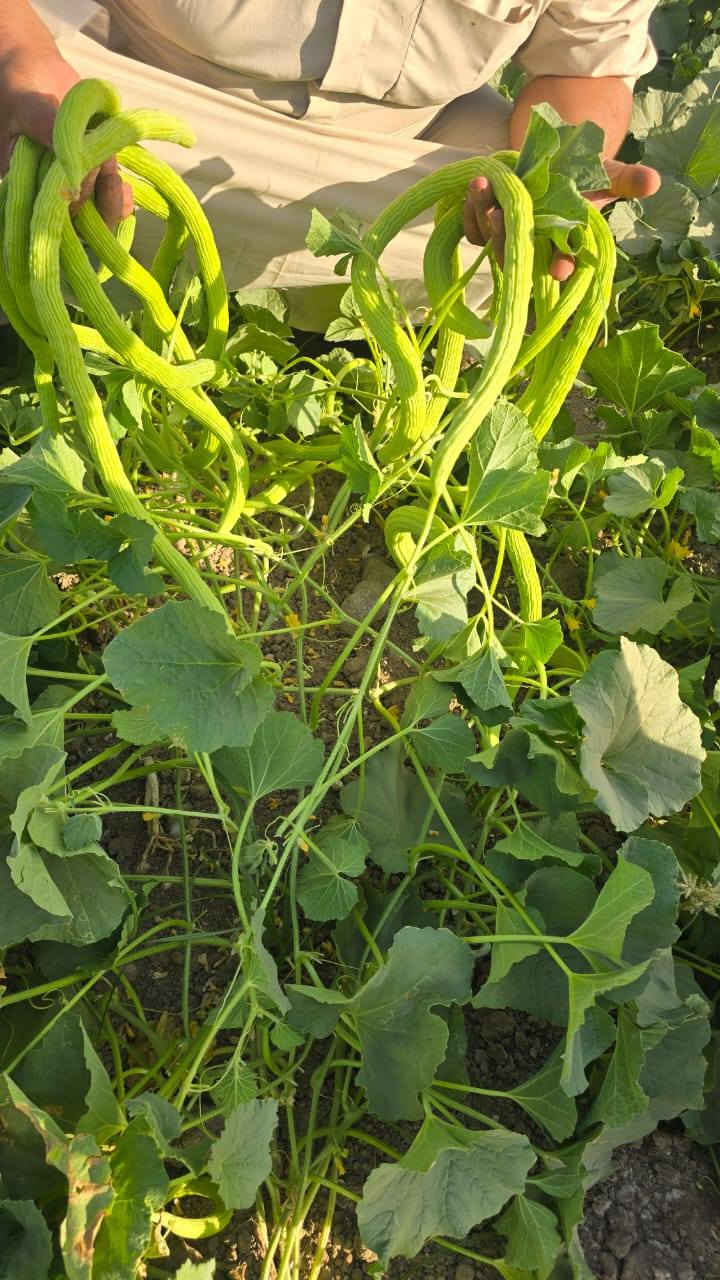 بذور خيار عطروزي درجة اولى متعهد للاستفسار الاتصال ***********
