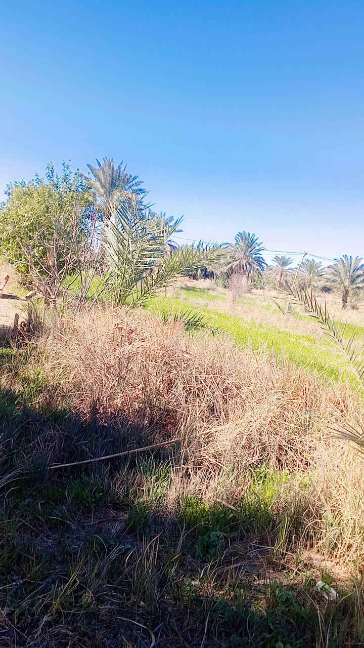 .....(اللهم صل على محمد وال محمد)............

_________(اليوم العرض نار 🔥)________

يعلن مكتب الزهراء للعقارات والمقاولات العامه لبيع وشراء الاراضي والدور السكنيه والبنايات التجاريه يعلن عن دوانم اصلاح زراعي 

المساحه الكليه/8دوانم كامله ومخدومه

جنس العقار/عقد زراعي سند 36 

الخدمات ماء للسقي وما اساله وكهرباء وطني ومولد متوفره والارض مخدومه من كافه النواحي 

الارض صالحه للزراعه ومخدومه تتوفر فيها النخيل ومزروعه جت وشعير والارض كلش حلوه وموقع ممتاز كلش راقي 

يتوفر فيها بيوت عدد اثنين كاملات وصالحات للسكن كل بيت يحتوي على غرفتين نوم واستقبال وصاله ومطبخ ومجموعه الصحيات خارجيه وداخليه وحدائق خارجيه وداخليه ومناور

الموقع/الحصن/ قرب مدرسه حاتم الطائي

السعر / يرجى مراجعه المكتب 

للاستفسار اكثر يرجى مراجعه المكتب مكان المكتب بابل المسيب مفرق معمل الاسمنت 
او الاتصال على ارقام 
***********
@إشارة #للجميع
